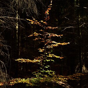 DSC_2679_00001n.jpg