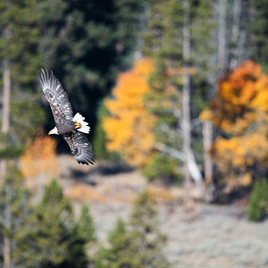 Bald_Eagle_Ducks-1.jpg