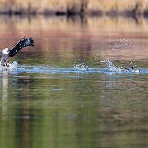 Bald_Eagle_Ducks-2.jpg