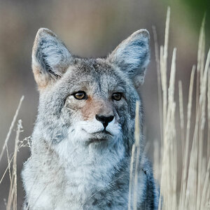 Coyote Portrait.jpg