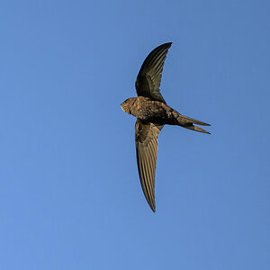 NZ9_6728_Mauersegler IIA_8_2024.jpg