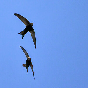 NZ9_5180_Mauerseglerduo_IA_5-2024.jpg