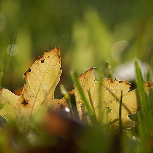 NA242742nikon.jpg