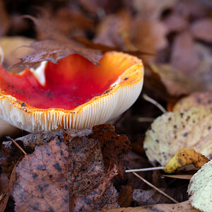 Herbstfarben am Waldboden.jpg