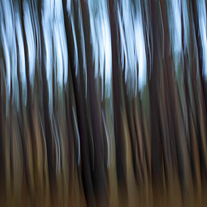 Waldwischer 1.jpg