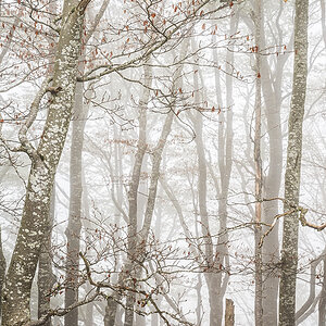 Nebel.jpg