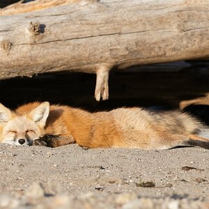 Fuchs-1.jpg