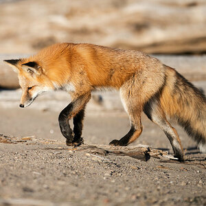 Fuchs-3.jpg