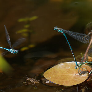 P6233946nikon.jpg