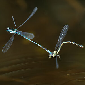 P6233837nikon.jpg