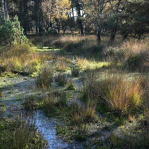 Moor im Diesfordter Wald.jpg