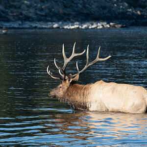 Hirsch im Wasser-1.jpg