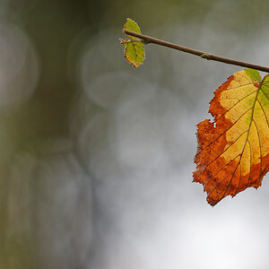 P9158757nikon.jpg