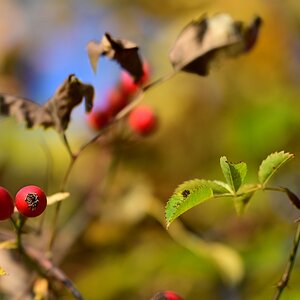 herbst01.jpg