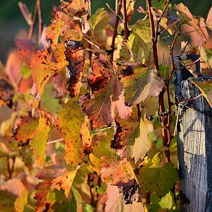 herbst06.jpg