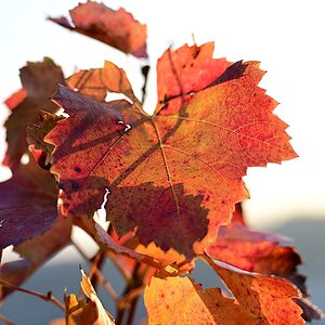 herbst08.jpg