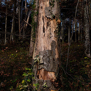 Baum.jpg