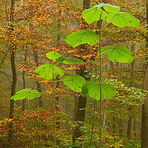 DSC_4129_NIKON Z 5_1200.jpg