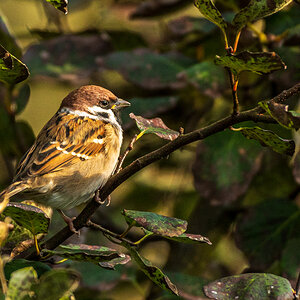 DSC_5767.jpg