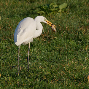NB113918nikon.jpg