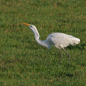 NB113867nikon.jpg