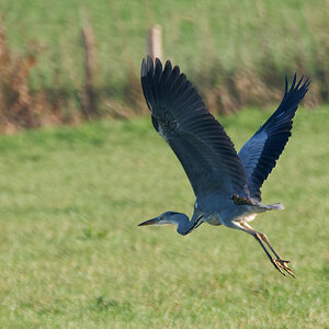 NB113671nikon.jpg