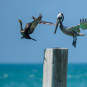 D50_2856_Brauner Pelikan_Kormoran_Key West_Florida_IA_4_2024.jpg