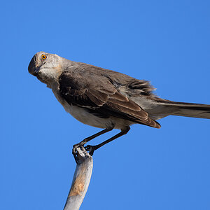 D50_2978_Spottdrossel_Northern Mockingbird_Florida_USA_IA_4_2024.jpg