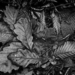 Laub am Waldboden 2 BW.jpg