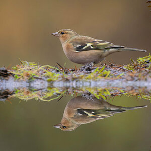 Common Chaffinch 1.jpg