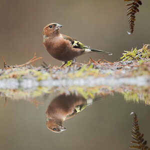 Common Chaffinch 2.jpg