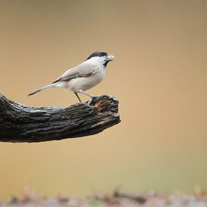 Marsh Tit 1.jpg