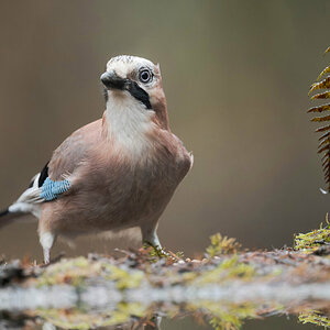 Eurasian Jay 1.jpg