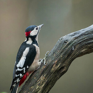 Great Spotted Woodpecker 1.jpg