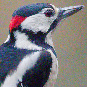 Great Spotted Woodpecker OM-1ii_no_NR.jpg