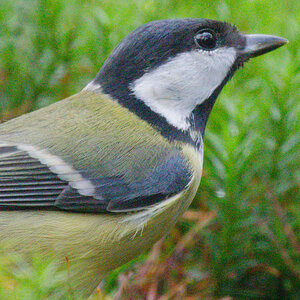 Great Tit OM-1ii_no_NR.jpg