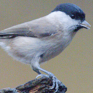 Marsh Tit OM-1ii_no_NR.jpg