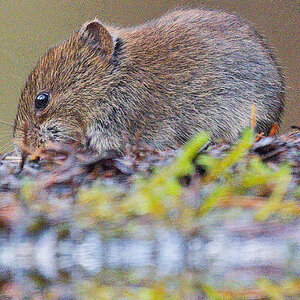 Mouse OM-1ii_no_NR.jpg