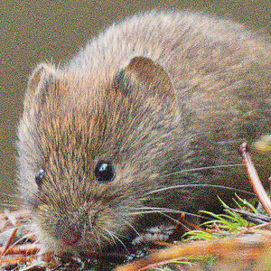 Mouse Z8_no_NR.jpg