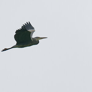 NB164090nikon.jpg
