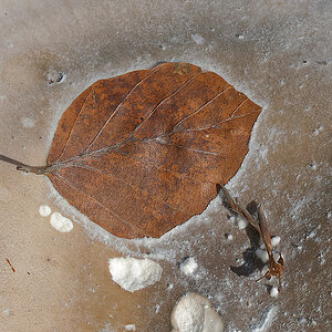 NA313217nikon-1.jpg