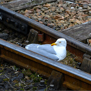 DSC_9780.jpg