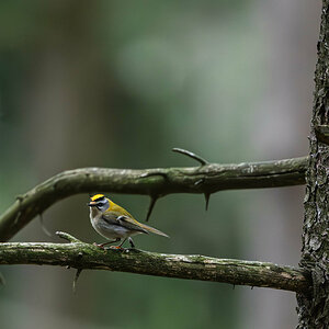 Golden Crowned Kinglet.jpg