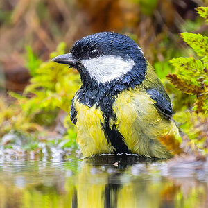 2024-11-15 24 Great Tit.jpg