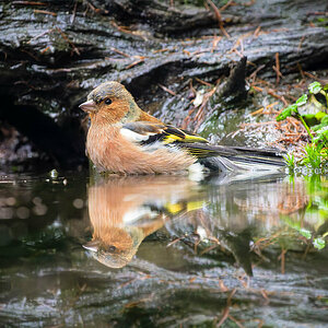 2024-11-15 82 Common Chaffinch.jpg