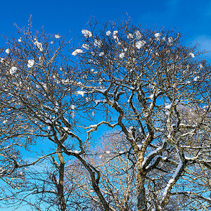 Baum.jpg