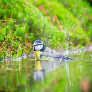 2024-11-15 80 Blue Tit.jpg