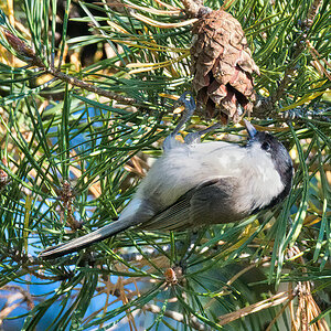 2020-09-21 12 Willow Tit.jpg