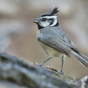 2021-04-07 39 Bridled Titmouse.jpg