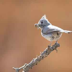 2021-04-23 15 Juniper Titmouse.jpg